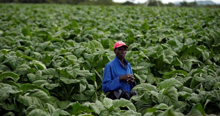 Malawi's ratification of WHO’s Framework Convention on Tobacco Control comes into effect