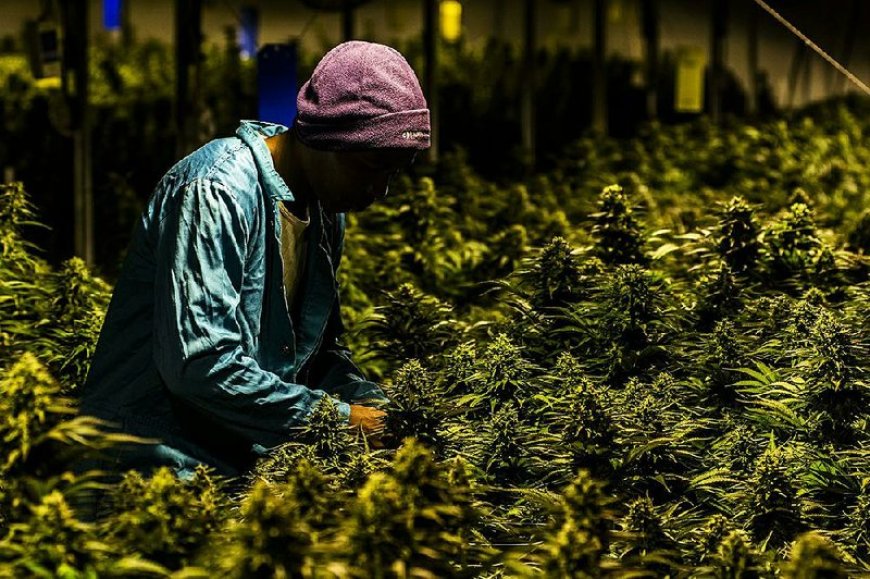 Ghana Joins Growing List of African Nations Legalizing Cannabis for Medical and Industrial Use